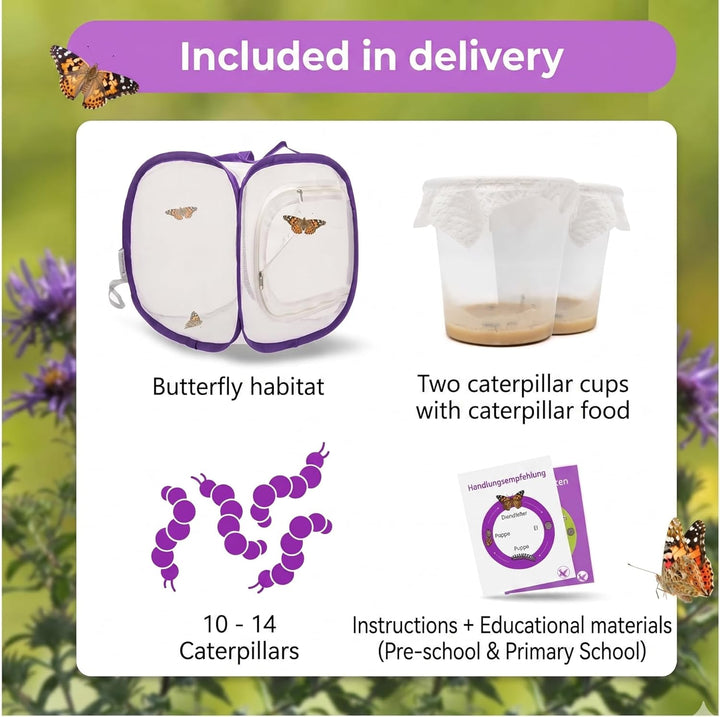 Schmetterlingszucht-Set für Kinder/Erwachsene | Ideal für zuhause | Heimische Schmetterling züchten