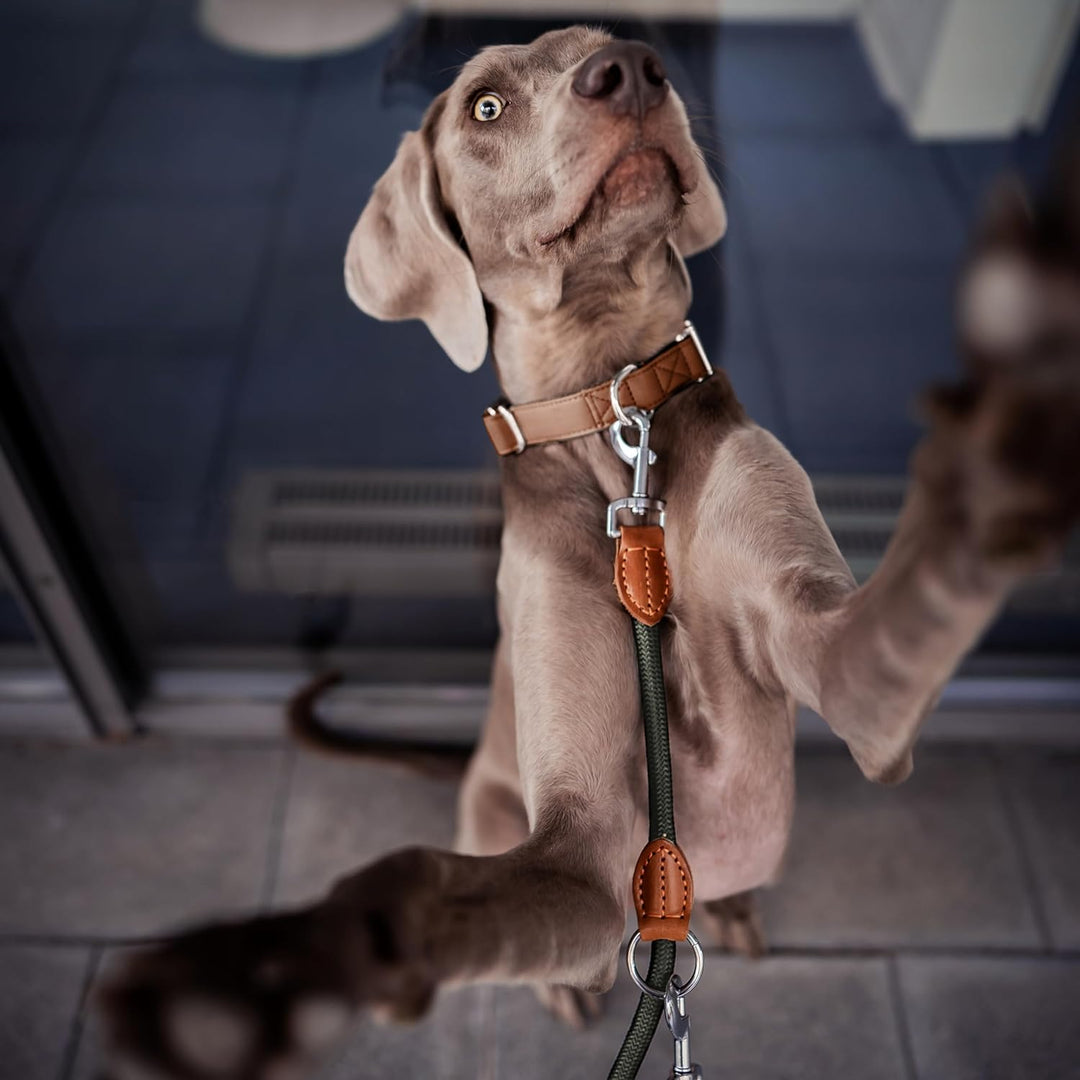 FREUDENTIER® Hundeleine 2m für mittelgrosse & grosse Hunde – 3-Fach verstellbar - Robustes Nylon abg