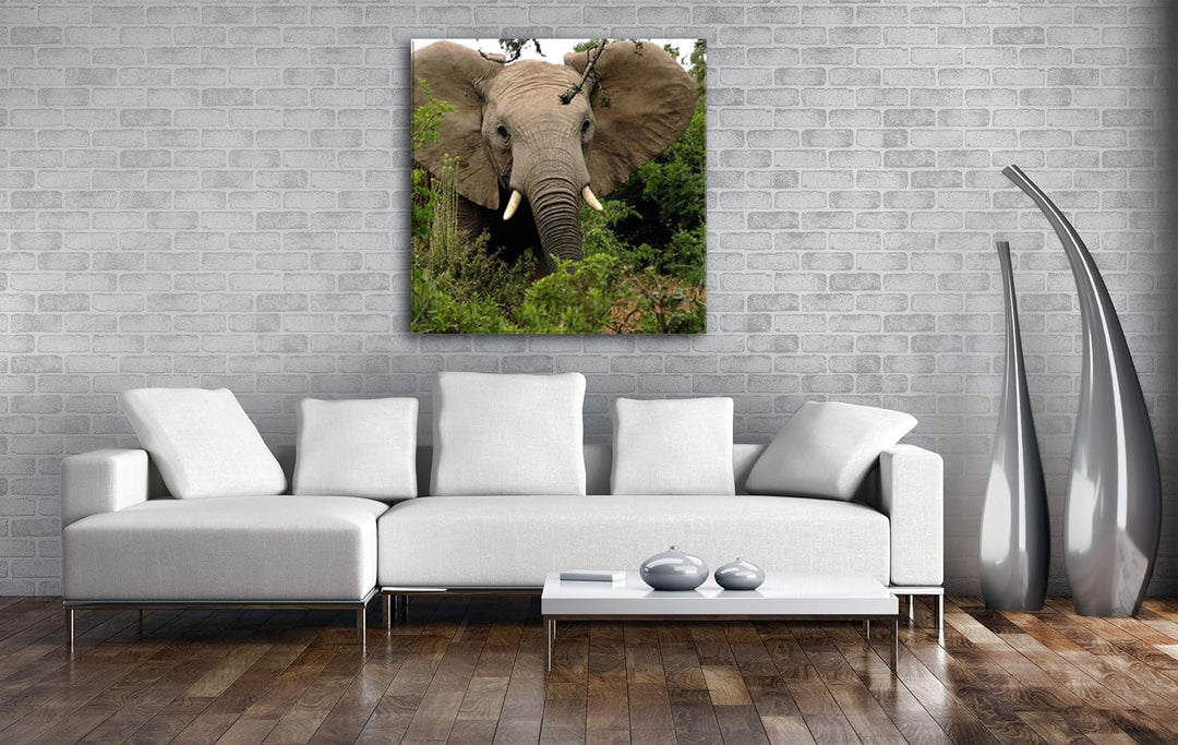 Afrikanischer Elefant in der Natur im Format: 70x70 als Leinwandbild, Motiv fertig gerahmt auf Echth