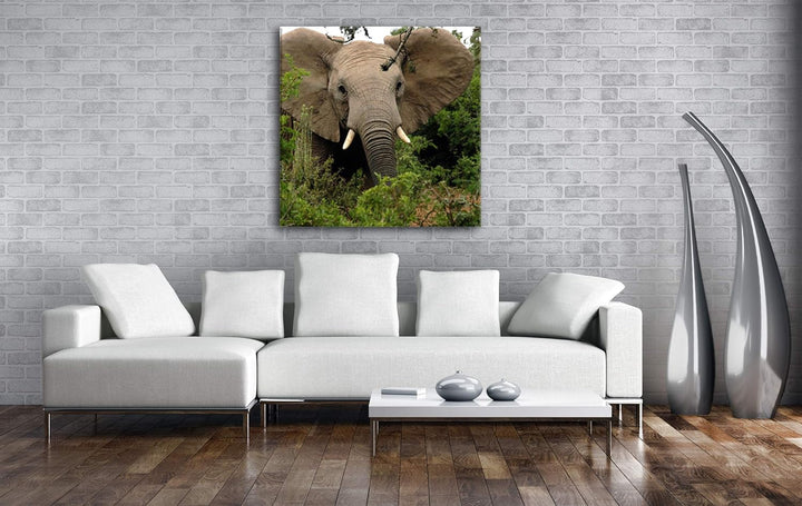Afrikanischer Elefant in der Natur im Format: 70x70 als Leinwandbild, Motiv fertig gerahmt auf Echth