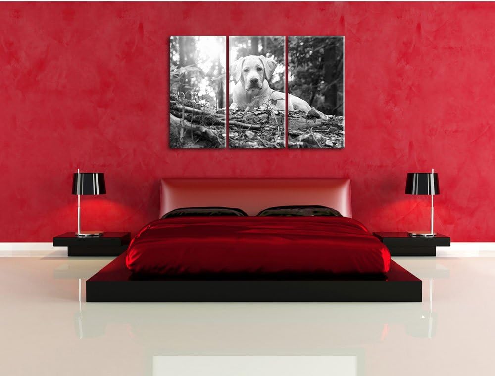 Pixxprint Hund im Wald bei Sonneuntergang als Leinwandbild/Grösse: 3 Teilig (120x80 cm) cm/Wandbild/