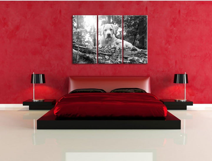 Pixxprint Hund im Wald bei Sonneuntergang als Leinwandbild/Grösse: 3 Teilig (120x80 cm) cm/Wandbild/