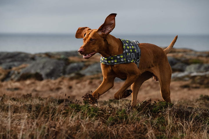 Hurtta Go Harness Hundegeschirr für kleine Hunde, gepolstert, vorne verstellbar, mit Griff und Refle