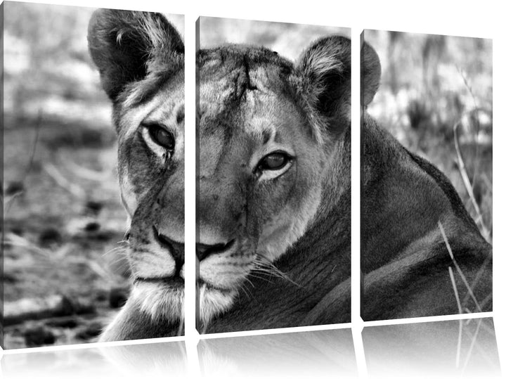 Pixxprint schöne Löwin im Wildgras als Leinwandbild/Grösse: 3 Teilig (120x80) cm/Wandbild/Kunstdruck