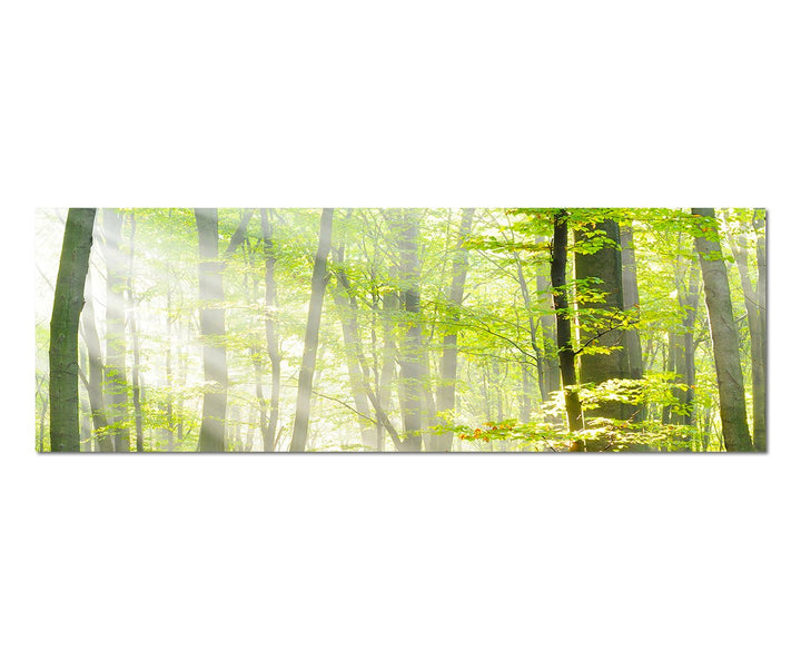 Paul Sinus Art Panoramabild auf Leinwand und Keilrahmen 150x50cm Bäume Wald Sonnenstrahlen Herbst