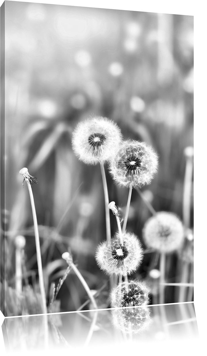 Pixxprint Pusteblumen auf Frühlingswiese/Format: 100x70cm / Leinwandbild fertig bespannt Wandbild Ku