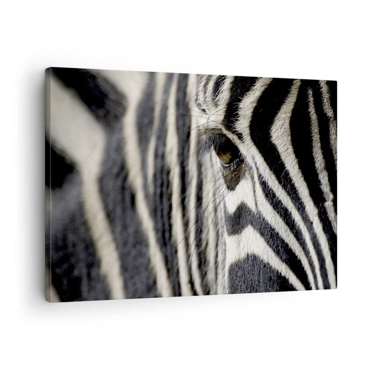 Bilder auf Leinwand Zebra Streifen Tierwelt Safari Leinwandbild 70x50cm Wandbilder Dekoration Wohnzi