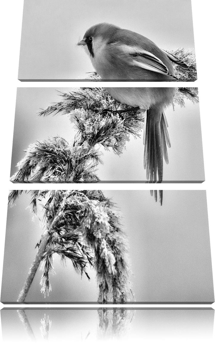 Pixxprint Vogel auf Weizen im Winter als Leinwandbild/Grösse: 3 Teilig (120x80) cm/Wandbild/Kunstdru