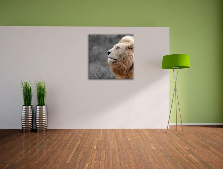 Pixxprint Weisser Löwe in der Savanne als Leinwandbild/Grösse: 70x70 cm/Wandbild/Kunstdruck/fertig b