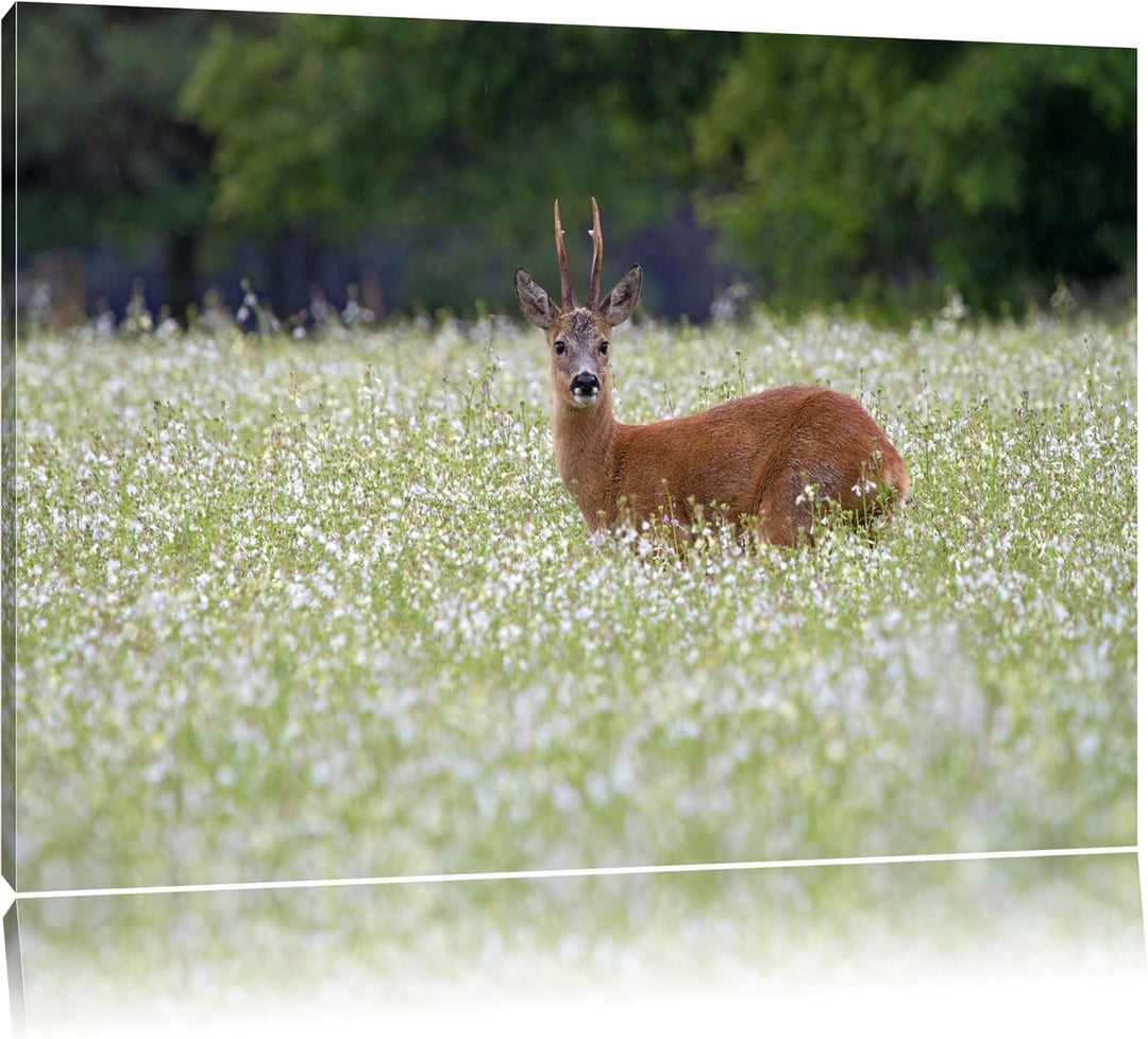 junger Hirsch auf Wildwiese Leinwand, XXL riesige Bilder fertig gerahmt mit Keilrahmen, Kunstdruck a