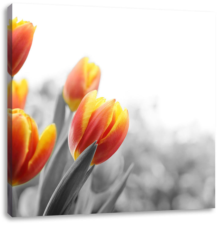Pixxprint Bunte Tulpenwiese als Leinwandbild Quadratisch/Grösse: 70x70 / Wandbild/Kunstdruck/fertig