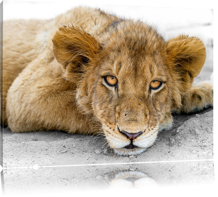 schläfriger junger Löwe schwarz/weiss Format: 100x70auf Leinwand, XXL riesige Bilder fertig gerahmt