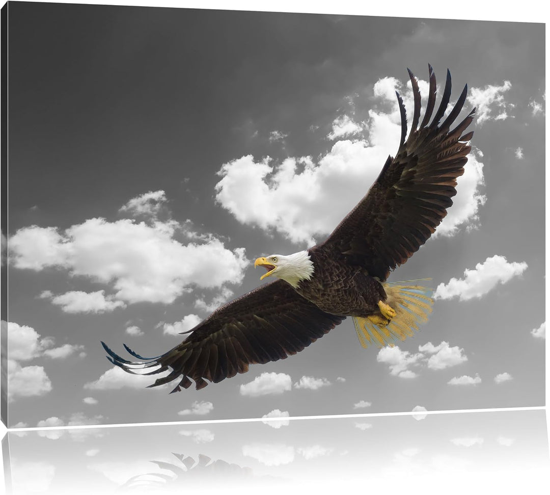 prächtiger Weisskopfseeadler beim fliegen schwarz/weiss Format: 100x70 auf Leinwand, XXL riesige Bil