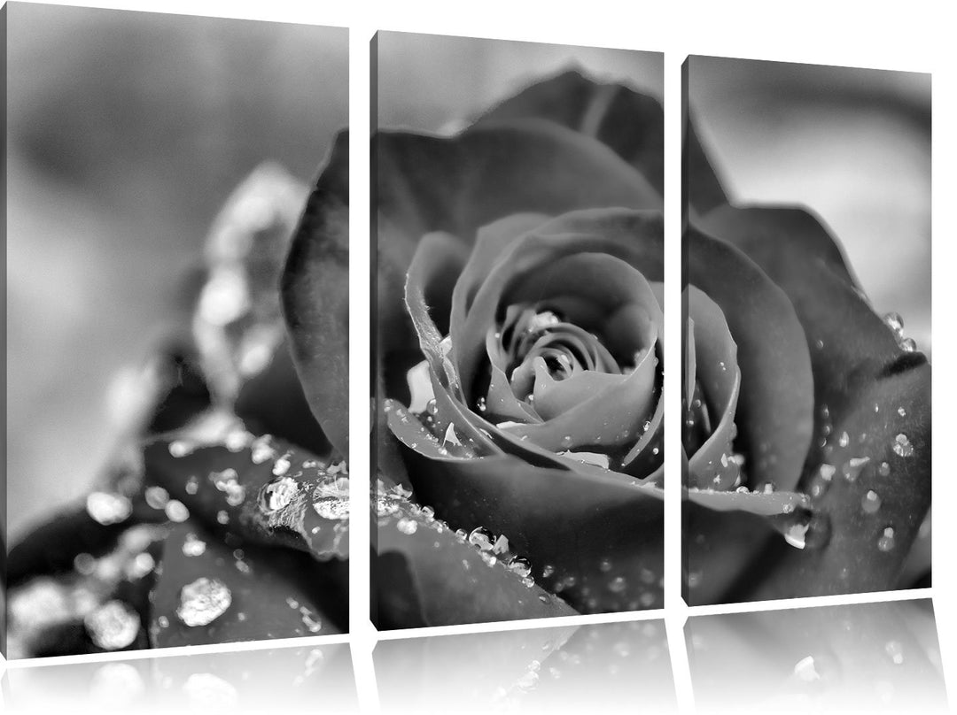 Pixxprint Rose mit Wassertropfen als Leinwandbild/Grösse: 3 Teilig (120x80) cm/Wandbild/Kunstdruck/f