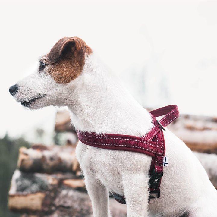 Hurtta Casual Padded Dog Harness, Lingon, 39 in Lingon 35-39", Lingon 35-39"