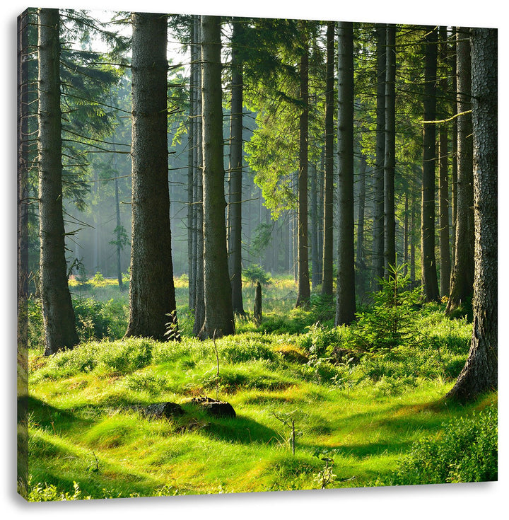 sonniger Tag im Wald, Format: 70x70 auf Leinwand, XXL riesige Bilder fertig gerahmt mit Keilrahmen,