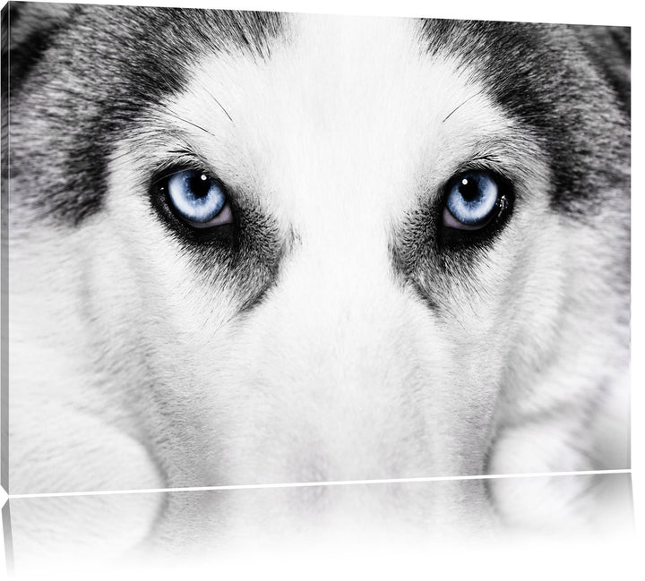 Husky mit Eisblauen Augen Format: 100x70 auf Leinwand, XXL riesige Bilder fertig gerahmt mit Keilrah