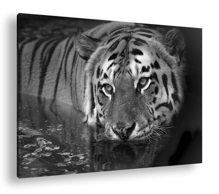 deyoli lauernder Tiger Format: 60x40 cm Effekt: Schwarz&amp;Weiss als Leinwandbild, Motiv fertig gerahmt
