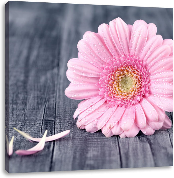 Pixxprint Pinke Gerbera auf rustikalem Boden, Format: 70x70 auf Leinwand, 70x70