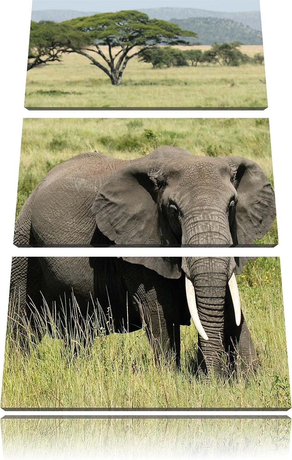 Pixxprint Elefant in der Savanne als Leinwandbild/Grösse: 3 Teilig (120x80) cm/Wandbild/Kunstdruck/f