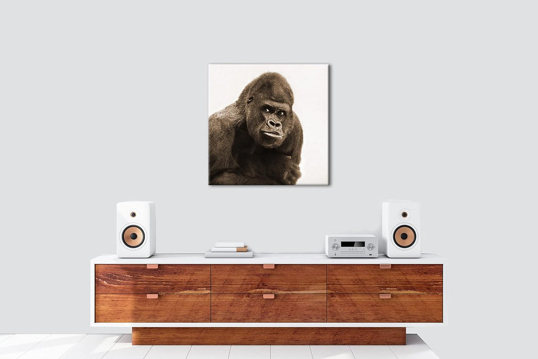 Gorilla Silberrücken Format: 70x70 Effekt: Sepia als Leinwandbild, Motiv fertig gerahmt auf Echtholz