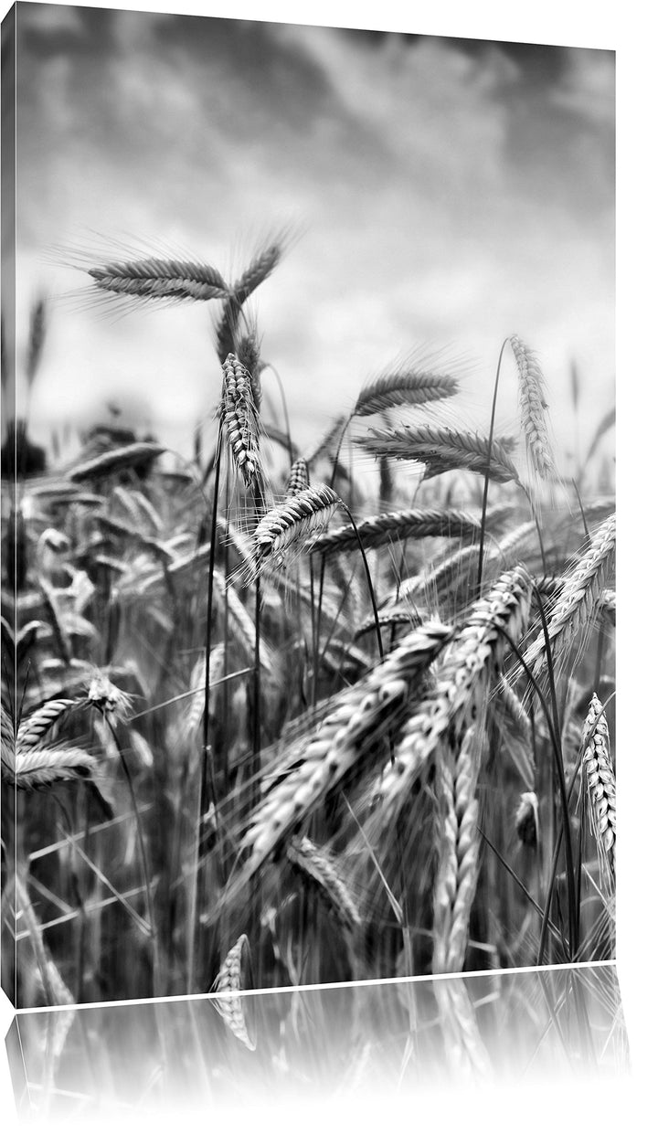 Pixxprint Monocrome, Getreide im Sonnenlicht als Leinwandbild | Grösse: 100x70 | Wandbild| Kunstdruc