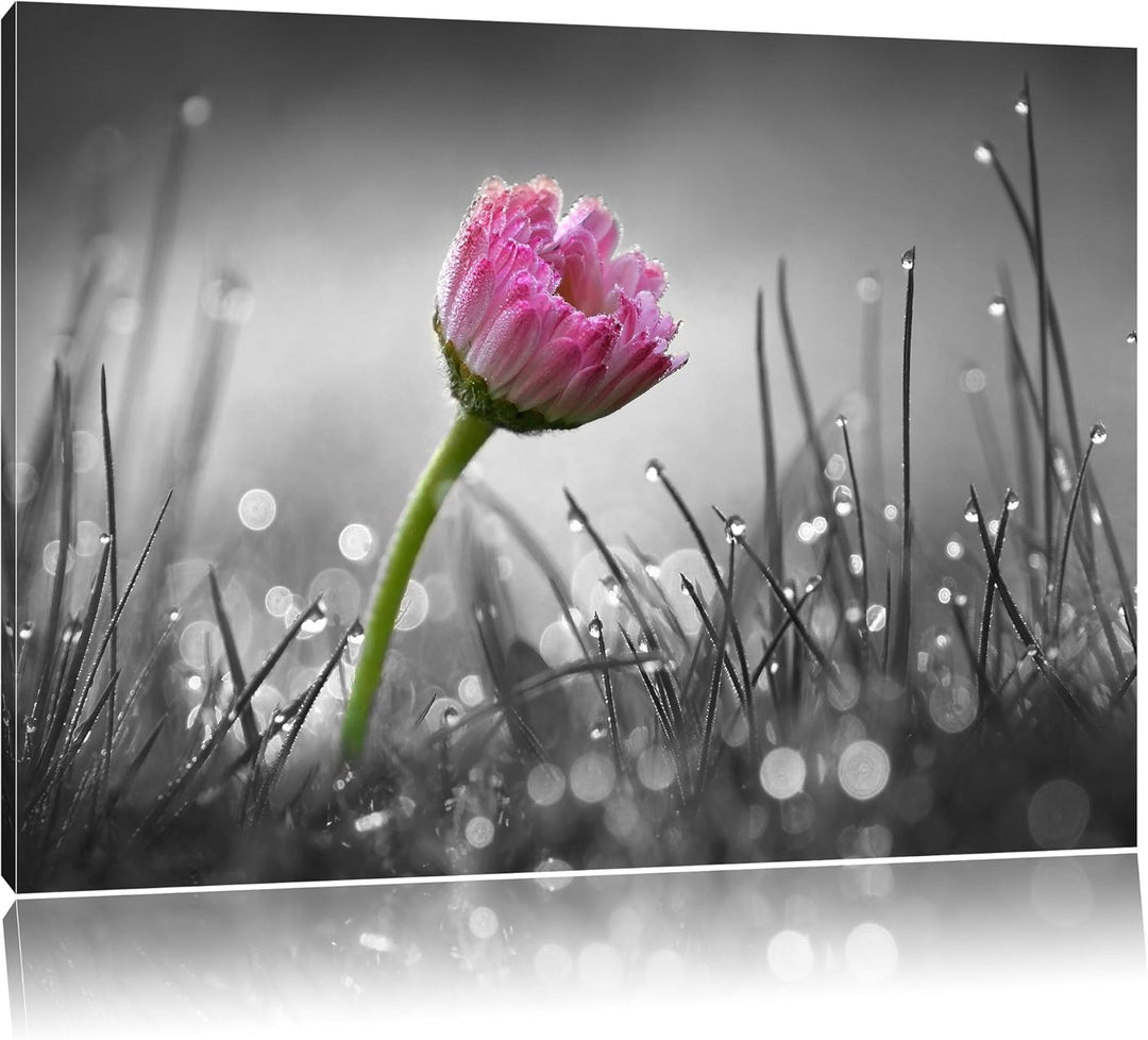 Pixxprint rosa Gänseblümchen im Gras als Leinwandbild/Grösse: 100x70 cm/Wandbild/Kunstdruck/fertig b