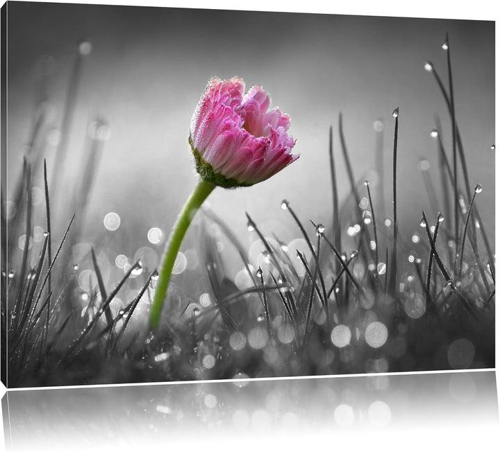 Pixxprint rosa Gänseblümchen im Gras als Leinwandbild/Grösse: 100x70 cm/Wandbild/Kunstdruck/fertig b