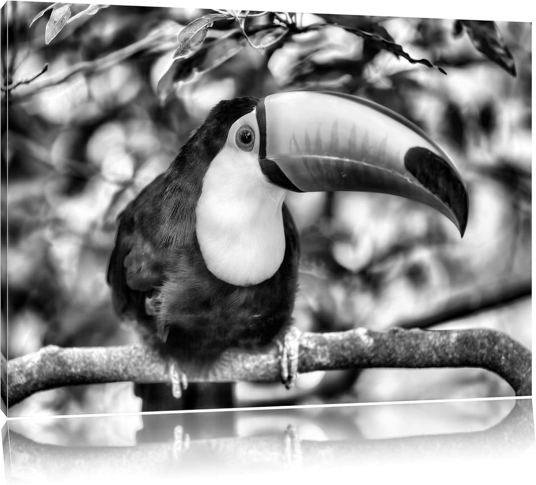 Pixxprint Exotischer Tukan als Leinwandbild/Grösse: 100x70 / Wandbild/Kunstdruck/fertig bespannt, 10