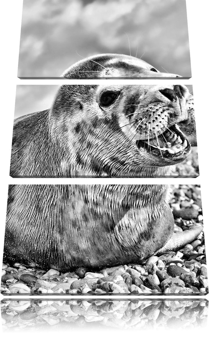 Pixxprint Süsse Robbe auf Steinstrand als Leinwandbild/Grösse: 3 Teilig (120x80) cm/Wandbild/Kunstdr