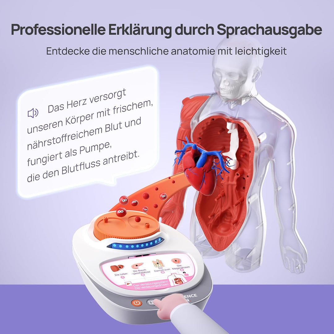 Science Can Anatomiemodell für Kinder, Menschliche Körper Set, Interaktive Spielzeug - Englisch, 22c