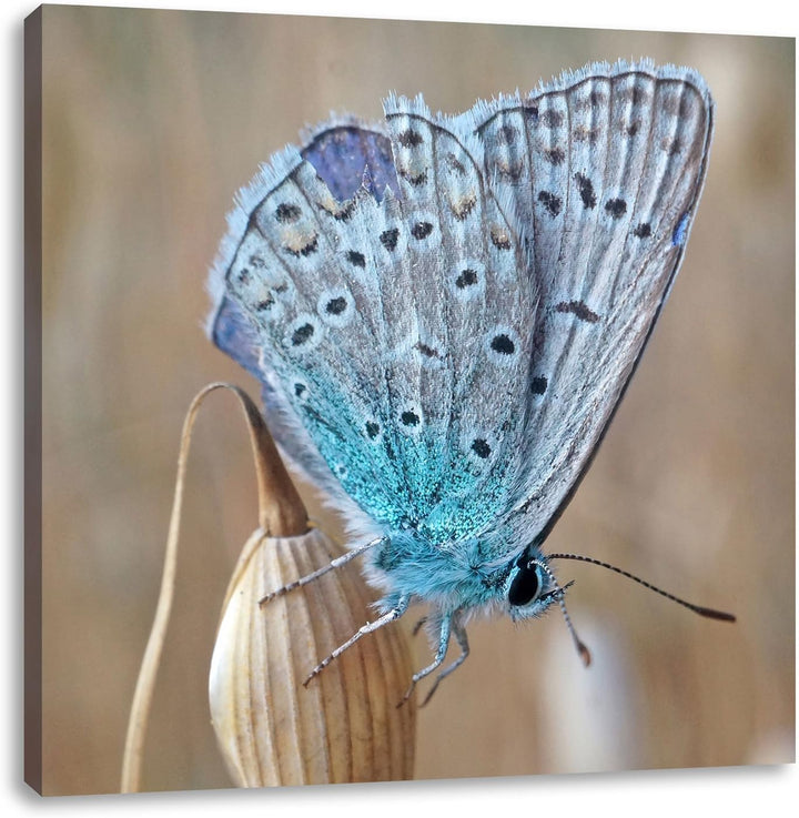Pixxprint Blauer Schmetterling auf Blauer Blumeblau Schmetterling Blume Natur Tier, Format: 70x70 au