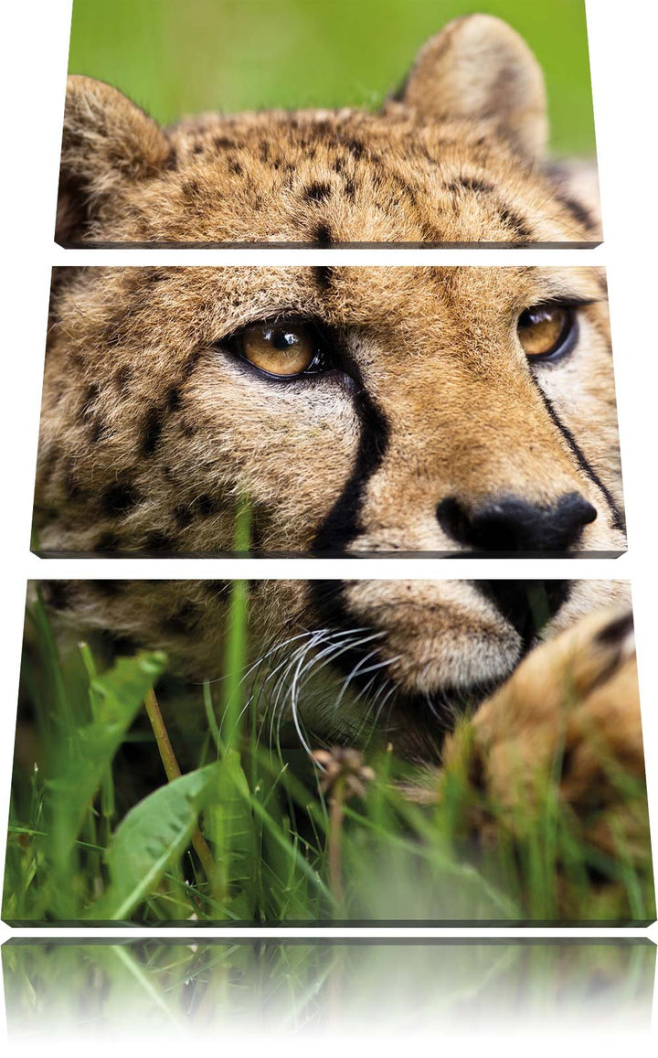 Pixxprint Gepard im Gras als Leinwandbild/Grösse: 3 Teilig (120x80) cm/Wandbild/Kunstdruck/fertig be