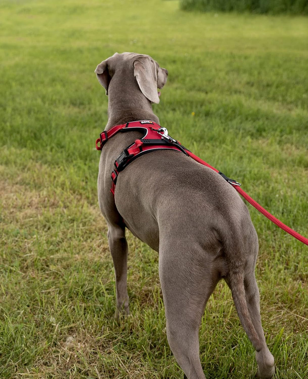 lionto Hundegeschirr gepolstert aus weichem Nylon, Grösse XL, reflektierendes Anti Zug Geschirr für