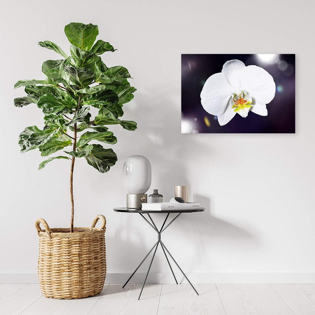 Feeby Wandbild Orchidee Druckbild Leinwandbild Pflanze Weiss 100x70 cm Leinwandbild 100x70 cm Weiss_