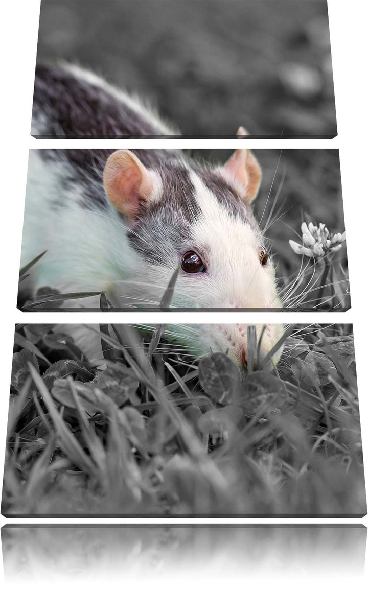 Pixxprint kleine Maus auf Blumenwiese als Leinwandbild/Grösse: 3 Teilig (120x80) cm/Wandbild/Kunstdr