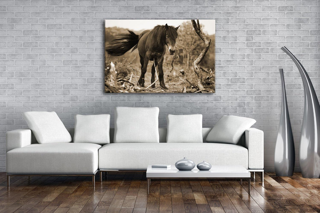 deyoli niedliches Pony Format: 80x60 Effekt: Sepia als Leinwand, Motiv fertig gerahmt auf Echtholzra