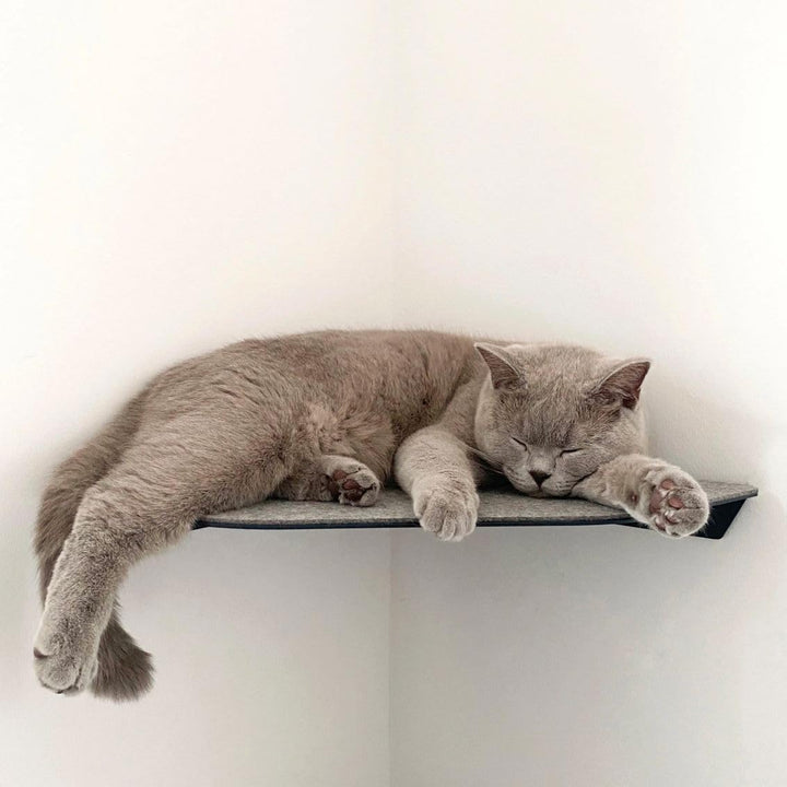 ChapoNero Katzenliege &amp; Kletterstufe mit Filzauflage für Wandecken | Wandliege für Katzen | Katzenst