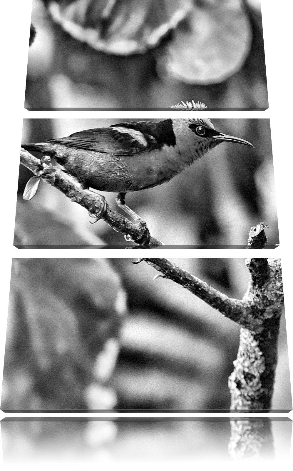 Pixxprint Türkisnaschvogel auf AST als Leinwandbild/Grösse: 3 Teilig (120x80) cm/Wandbild/Kunstdruck