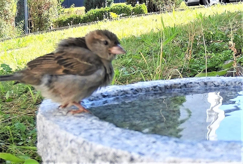 Gebrüder Lomprich Vogelbad aus Granit in Schalenform (ohne Vögele), ohne Vögele