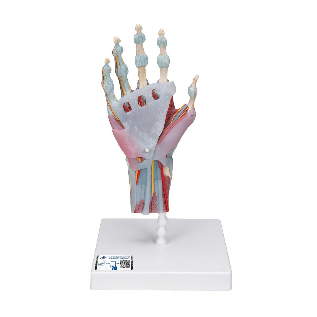 3B Scientific M33/1 Hand-Skelett-Modell mit Bändern und Muskeln + kostenlose Anatomie App - 3B Smart