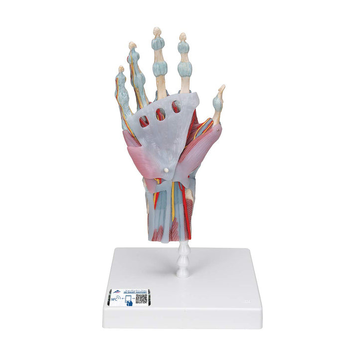 3B Scientific M33/1 Hand-Skelett-Modell mit Bändern und Muskeln + kostenlose Anatomie App - 3B Smart