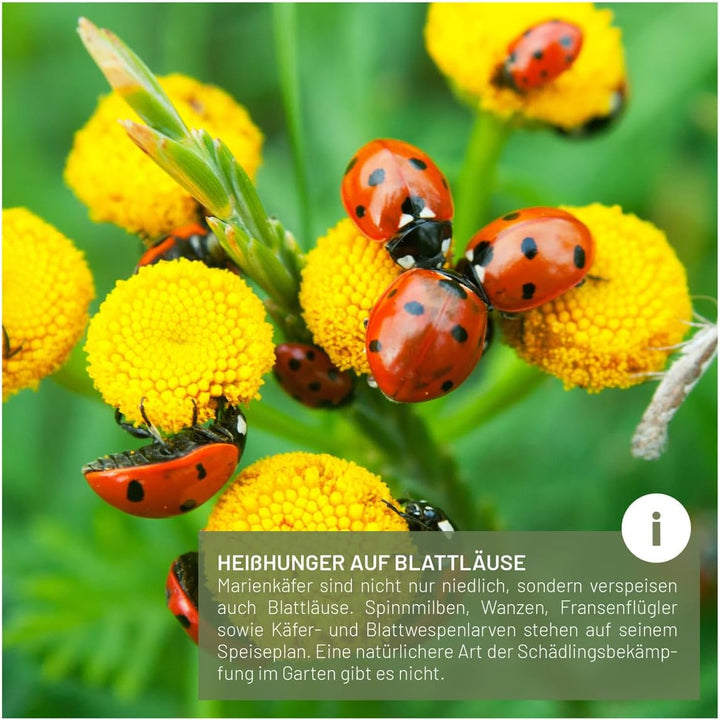 wildtier liebe Marienkäfer-Hotel, Marienkäferhaus - Wetterfest &amp; Unbehandelt aus Massiv-Holz I Insek