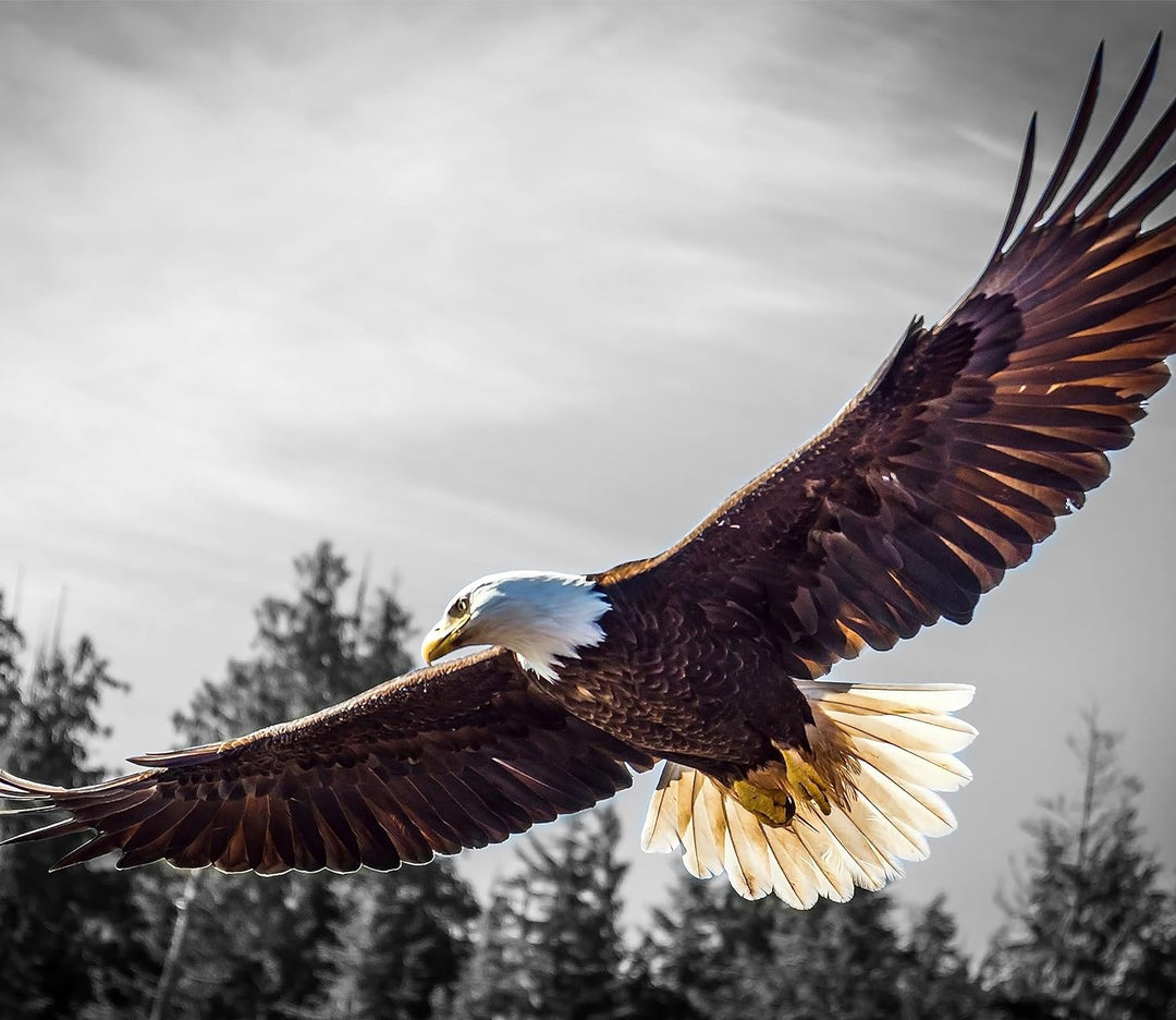 grosser fliegender Adler Herdabdeckplatte & Spritzschutz aus Echtglas | Für Herd-Kochfelder | 60x52