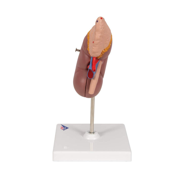3B Scientific Menschliche Anatomie - Nierenmodell mit Nebenniere + kostenlose Anatomie App - 3B Smar