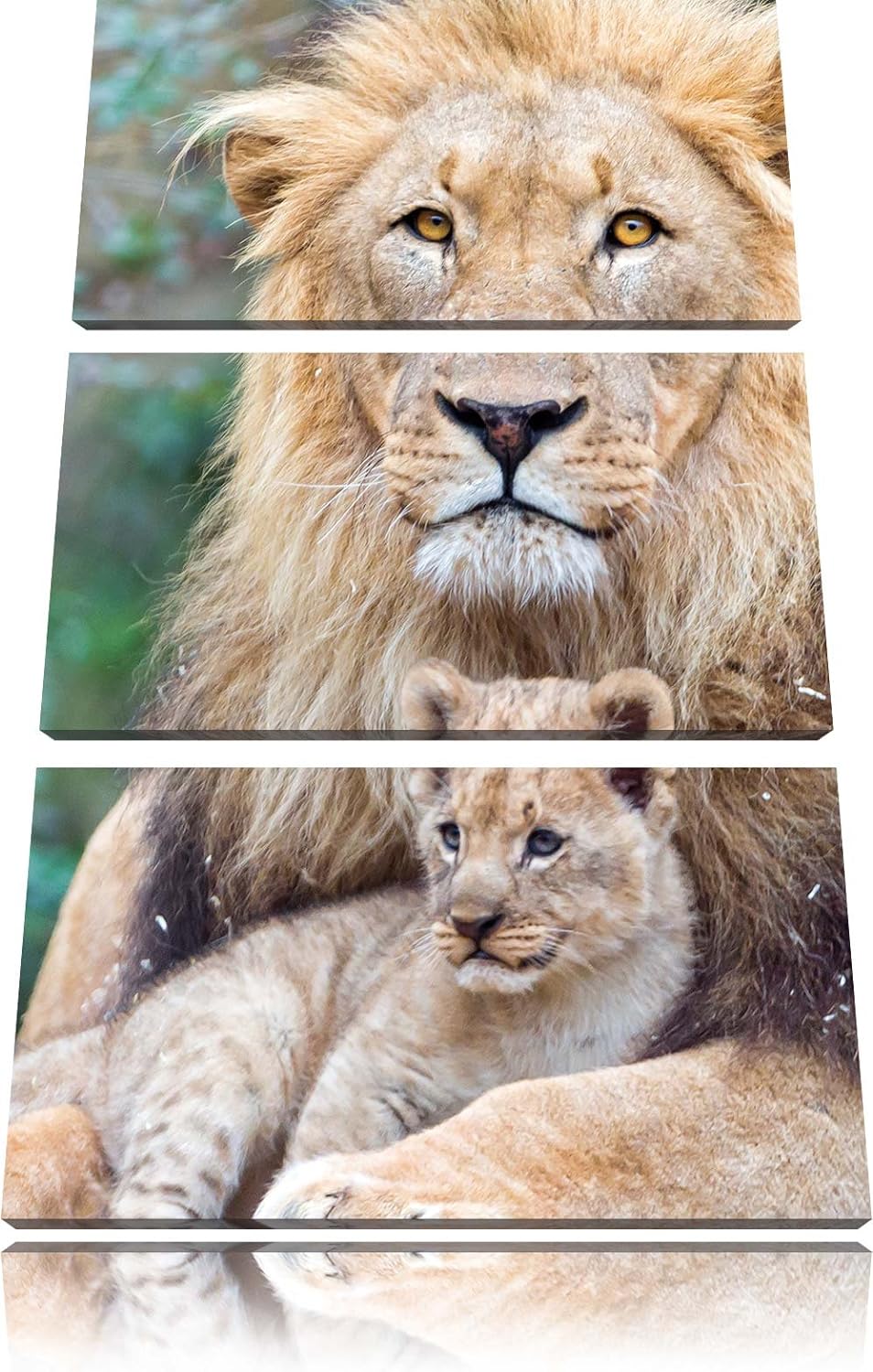 Pixxprint Löwe kuschelt mit Jungtier als Leinwandbild/Grösse: 3 Teilig (120x80) cm/Wandbild/Kunstdru