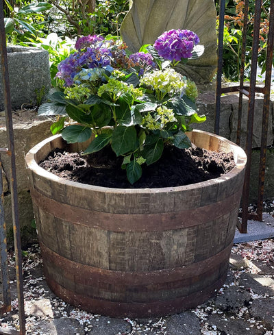 Temesso Halbes Fass aus einem original schottischen Whiskyfass (Natur - mit Ablaufbohrungen und Roll