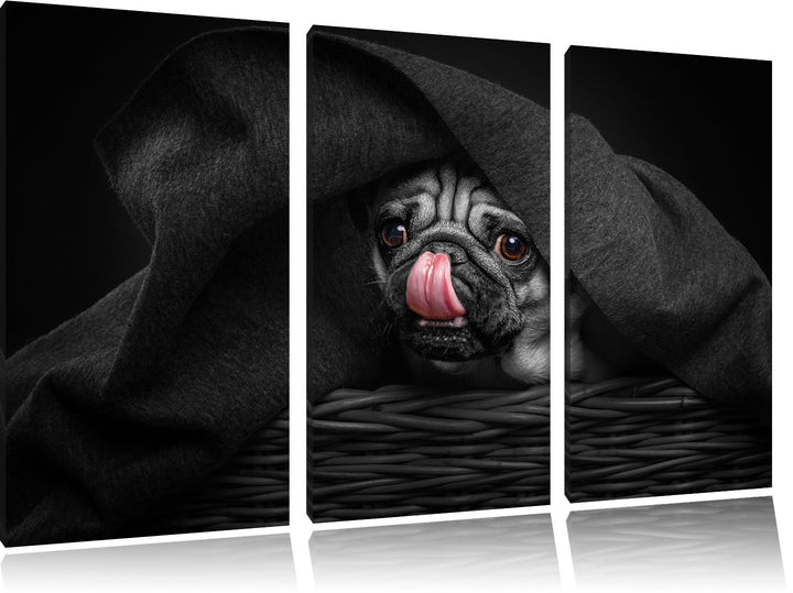 Pixxprint Süsser Mops unter der Decke als Leinwandbild/Grösse: 3 Teilig (120x80 cm) cm/Wandbild/Kuns