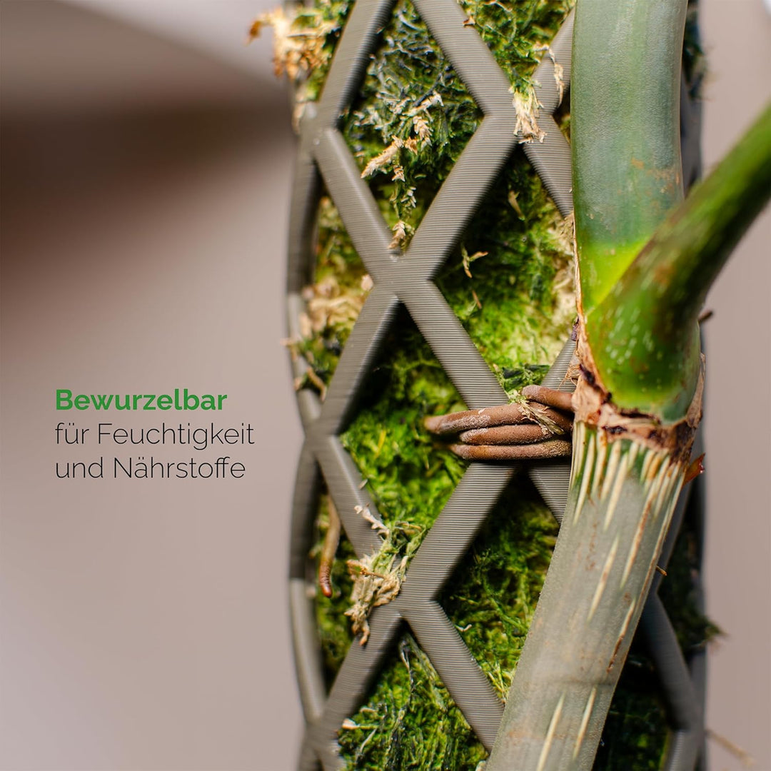 PlantMe Moosstab Midi 70cm Komplettset (weiss, 70cm) Weiss 70cm, Weiss 70cm