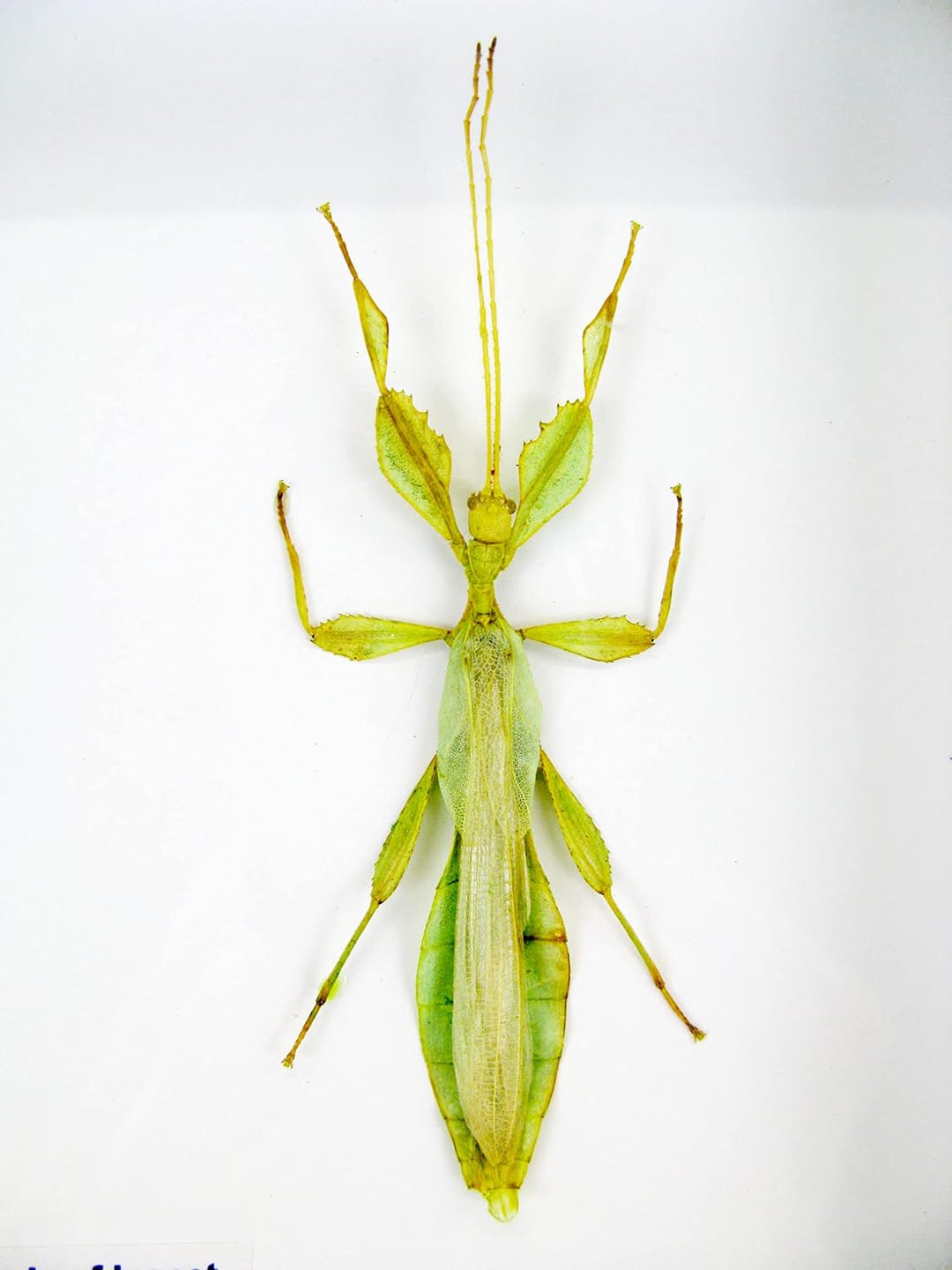 Echte präparierte und riesige Insekten, Cicaden und Krabbler im Schaukasten aus Holz hinter Glas (2